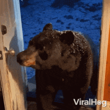 Closing The Door Bear GIF - Closing The Door Bear Viralhog GIFs