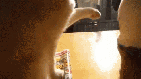 Excuse Me? Hello? Helllooo? GIF - Cats Funnycat Lolcat GIFs