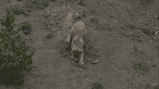 a small dog is standing in the dirt near a pine tree