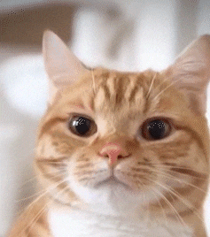 a close up of a cat 's face with a blurry background looking at the camera .