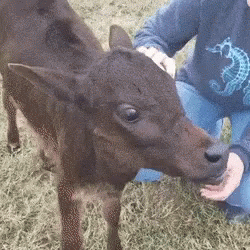 Baby Cow GIF - Baby Cow Farm Animals GIFs
