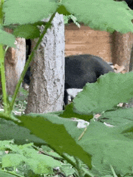 a black bear is laying down in the woods behind a tree .