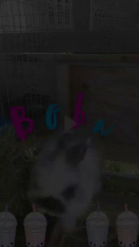 Boba Rabbit GIF - Boba Rabbit Bunny GIFs