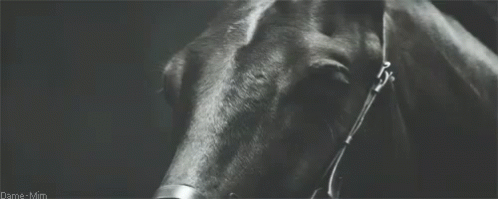 Black Beauty GIF - Horse Horses Equine GIFs