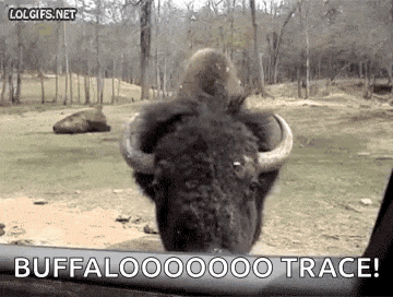 a bison is looking out the window of a car and says `` buffalo trace '' .