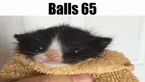 a black and white kitten is wrapped in a towel with the caption balls 65