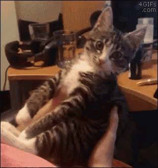 a person is holding a kitten in their arms and it looks like it is looking at the camera .