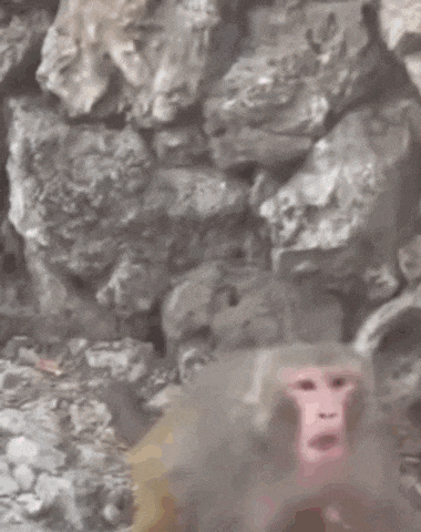 a monkey is standing in front of a rock wall holding a pink balloon .