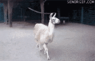 a white llama is walking on a leash in front of a building .