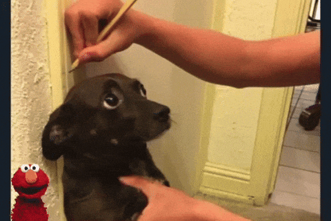 a person is measuring a dog 's head with a pencil and elmo is behind them