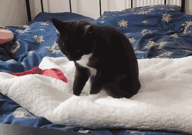 Cat Tuxedo Cat GIF - Cat Tuxedo Cat Making Biscuits GIFs
