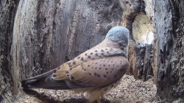 a bird is standing in a hole in the ground