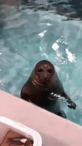 Aiya Stupid Sea Otter GIF - Aiya Stupid Sea Otter Thanksgiving Cats GIFs