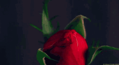a close up of a red rose with the words gifnation.net below it