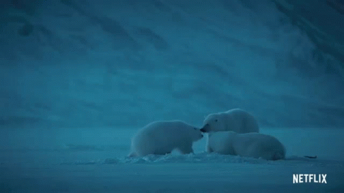 Ice Polar Bear GIF - Ice Polar Bear Snow GIFs