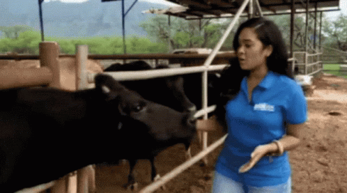 Cow Licking GIF - Cow Licking GIFs