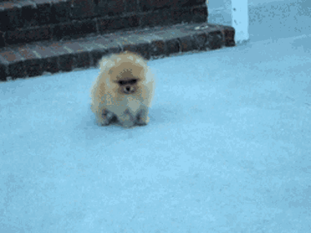 a small brown and white dog is walking on a blue carpet