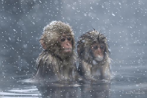 Japanese Snow Monkey Snow Monkey GIF - Japanese Snow Monkey Snow Monkey Japanese Macaque GIFs