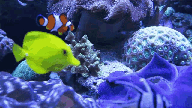 a yellow fish and a clown fish are swimming in a tank