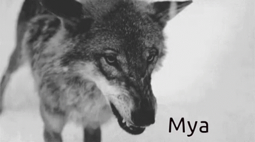 Mya Snarl GIF - Mya Snarl Wolf GIFs