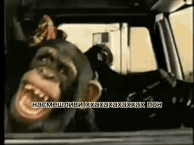 a chimpanzee is sticking its head out of the window of a car ..