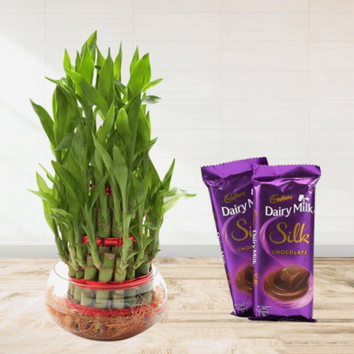 3layer Lucky Bamboo With Dairy Milk Silk GIF - 3layer Lucky Bamboo With Dairy Milk Silk GIFs