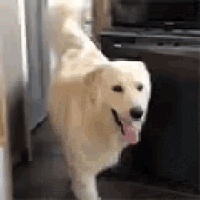 a white dog with a pink tongue is standing in a room next to a tv .