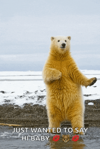 a polar bear standing on its hind legs with the words just wanted to say hi baby on the bottom