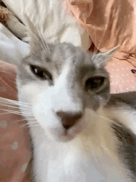 a gray and white cat is sitting on a bed looking at the camera .