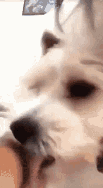 Side Eye Side Eye Dog GIF - Side Eye Side Eye Dog Suspicious Dog GIFs