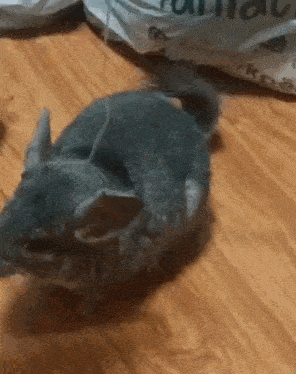 a chinchilla sitting on a wooden floor next to a bag that says patio