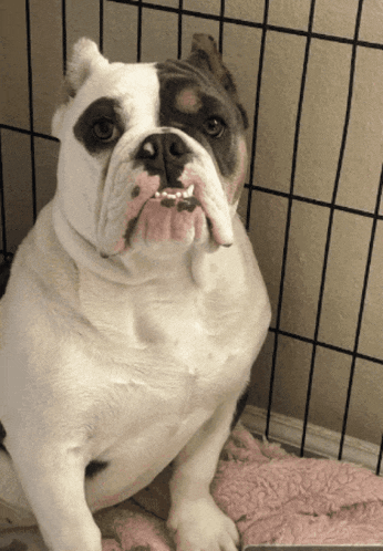 a white and black bulldog sitting in a cage looking at the camera