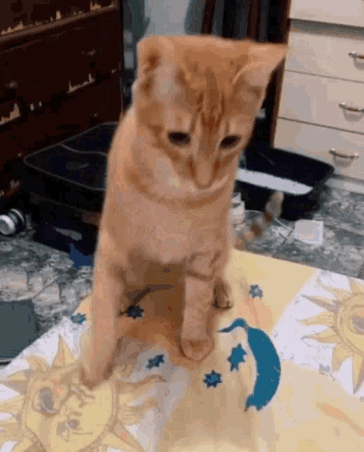 a cat is standing on a table with a sun and moon blanket