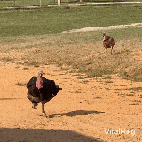 an ostrich and a turkey are running in a dirt field with the words viralhog written on the bottom