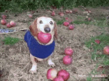 a dog in a blue sweater is standing in a field with apples in its mouth .