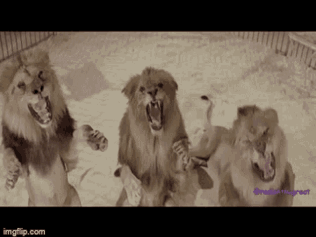 three lions are standing in the sand with their mouths open .