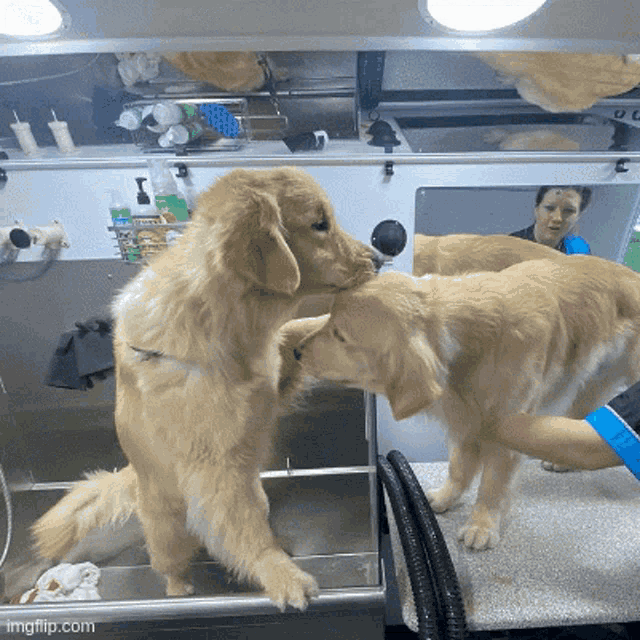 two dogs standing next to each other looking at each other with a bottle of shampoo in the background
