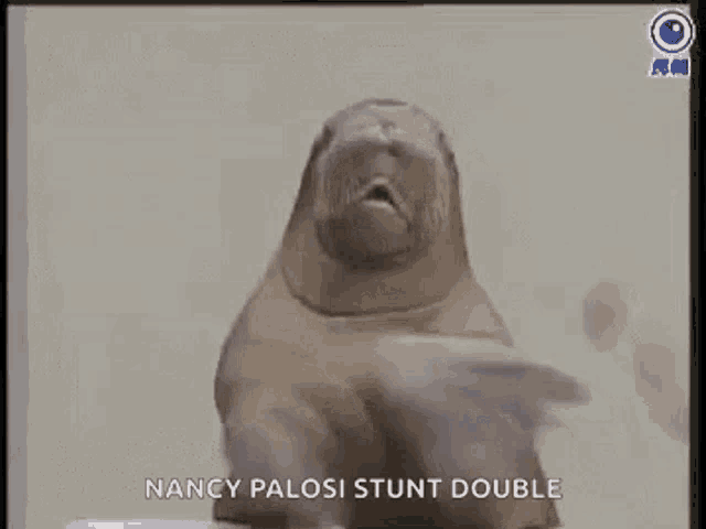 a seal is doing a stunt on a white surface .