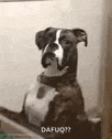 a black and white dog is sitting on top of a box and looking at the camera .