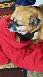 a small dog laying on a red blanket on the floor