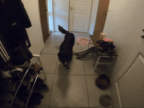 a black dog standing in a hallway next to a stool