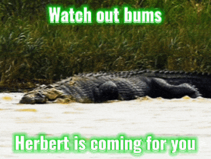 a picture of a crocodile in the water with the words watch out bums and herbert is coming for you