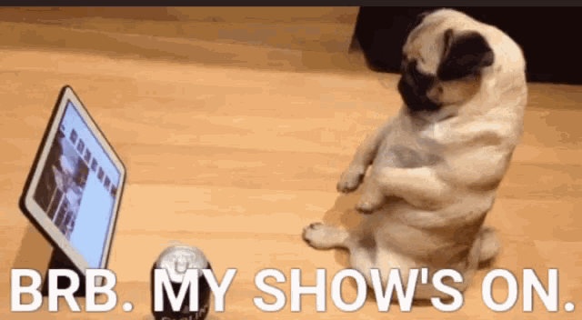Brb My Shows On Funny Animals GIF - Brb My Shows On Funny Animals Pugs GIFs
