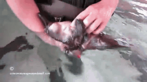 a person is holding a fish in their hands in the water and the website is cutecreaturesgreatandsmall.com