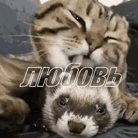 a cat is petting a ferret on a bed with the word love in the background .