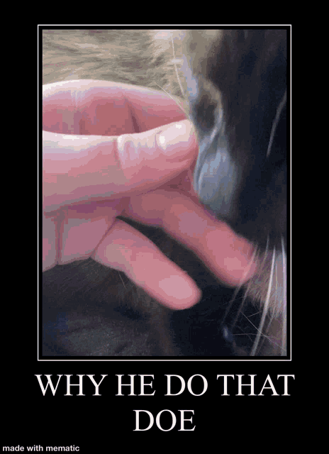 a picture of a person petting a cat with the caption why he do that doe