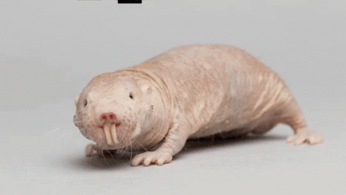 Mole Deal Withit GIF - Mole Deal Withit Naked Mole Rat GIFs
