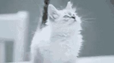 a white kitten is sitting on a white table and looking up at the camera .