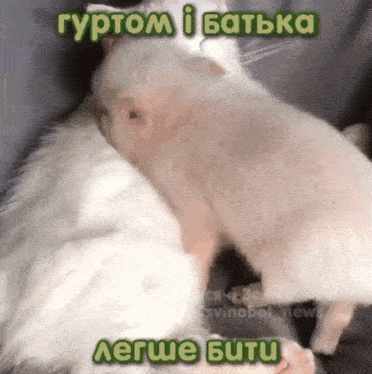 a cat and a pig are hugging each other with a caption in russian