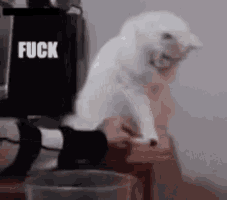 a white cat is sitting on a table with its mouth open and yelling .
